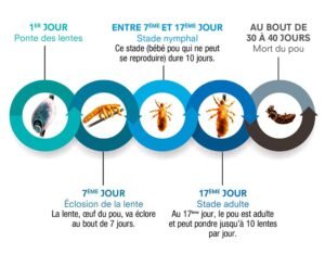 comment attrape t-on des poux